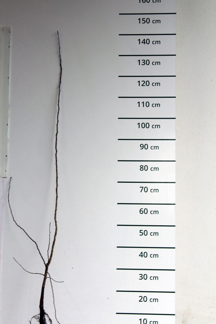 Meidoorn - Crataegus monogyna