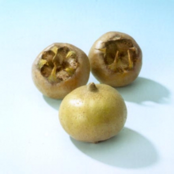 Mispel - Mespilus germanica 'Westerveld'