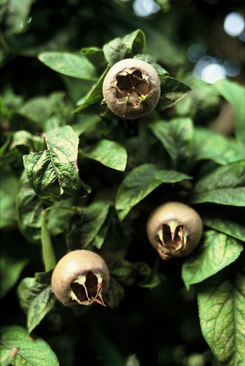 Mispel - Mespilus germanica 'Westerveld'