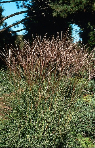 Prachtriet - Miscanthus sinensis Kleine silberspinne