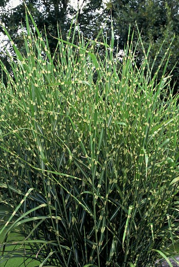 Prachtriet - Miscanthus sinensis Strictus 