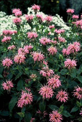 Bergamot - Monarda 'Croftway Pink'