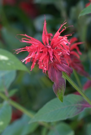 Bergamot - Monarda 'Mahogany'