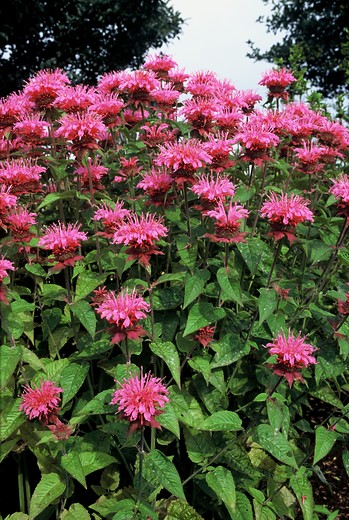 Bergamot - Monarda 'Melissa'