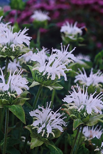 Bergamot - Monarda 'Schneewittchen'