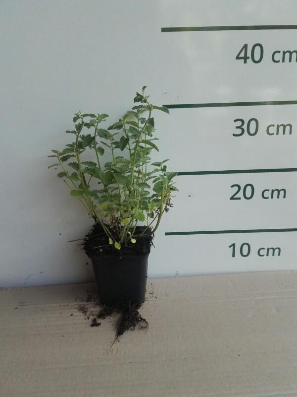 Kattenkruid - Nepeta 'Six Hills Giant'