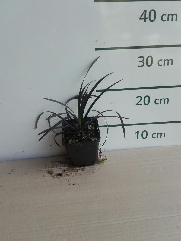 Ophiopogon plan. 'Niger'