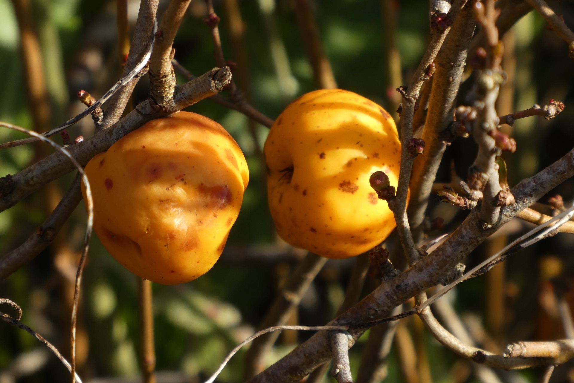 Sierappel - Malus Golden Hornet