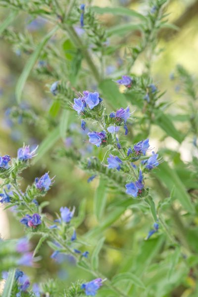 Ossetong - Anchusa azurea 'Loddon Royalist'