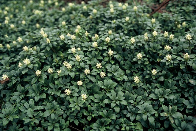 Pachysandra - Pachysandra terminalis Green Carpet