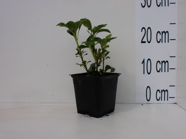 Pachysandra - Pachysandra terminalis Green Sheen