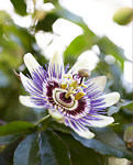Passiebloem - Passiflora caerulea