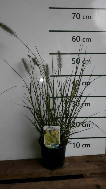 Pennisetum alopecuroidus Hameln - Lampenpoetsersgras