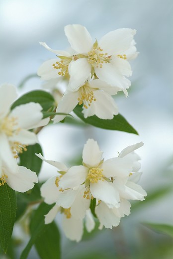 Boerenjasmijn - Philadelphus coronarius
