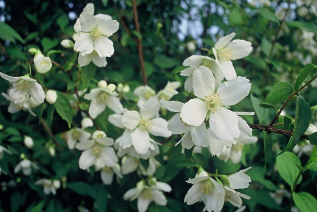 Boerenjasmijn - Philadelphus lemoinei