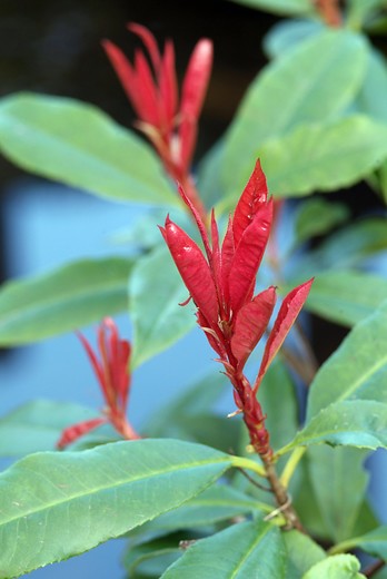Glansmispel - Photinia fraserii 'Red Robin'