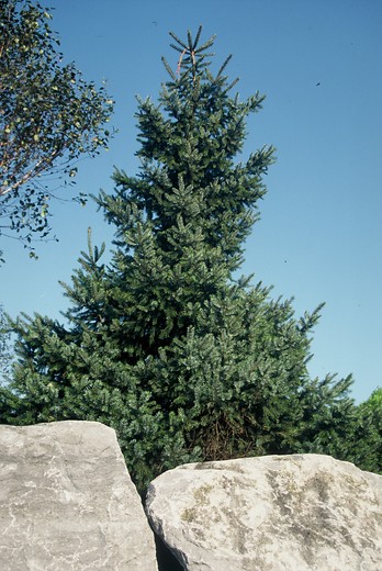 Servische spar - Picea omorika