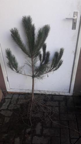 Oostenrijkse den - Pinus nigra nigra