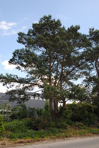 Grove den - Pinus sylvestris