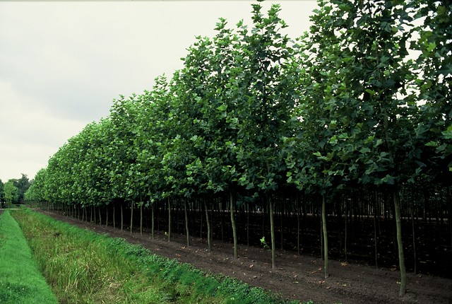 Plataan - Platanus acerifolia