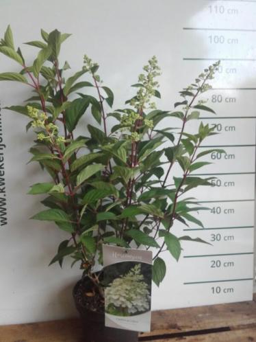 Pluimhortensia - Hydrangea paniculata 'Candlelight'