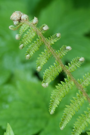 Zwaardvaren - Polystichum munitum