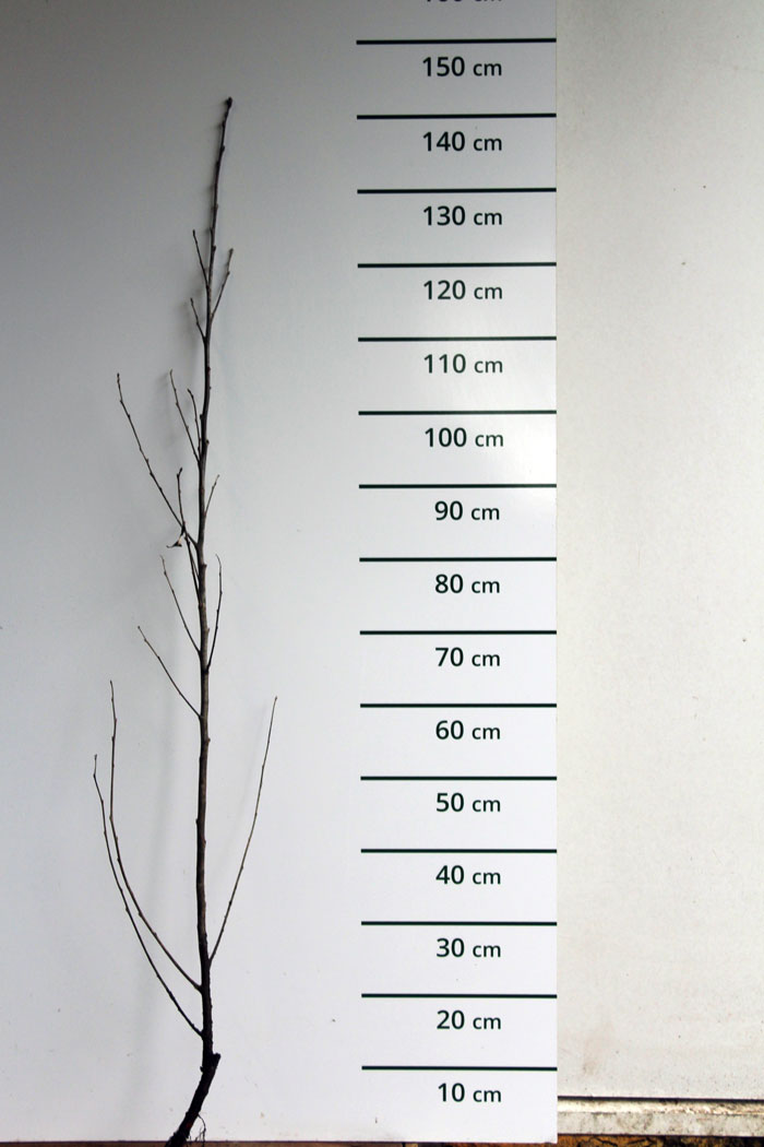 Zwarte populier - Populus nigra   