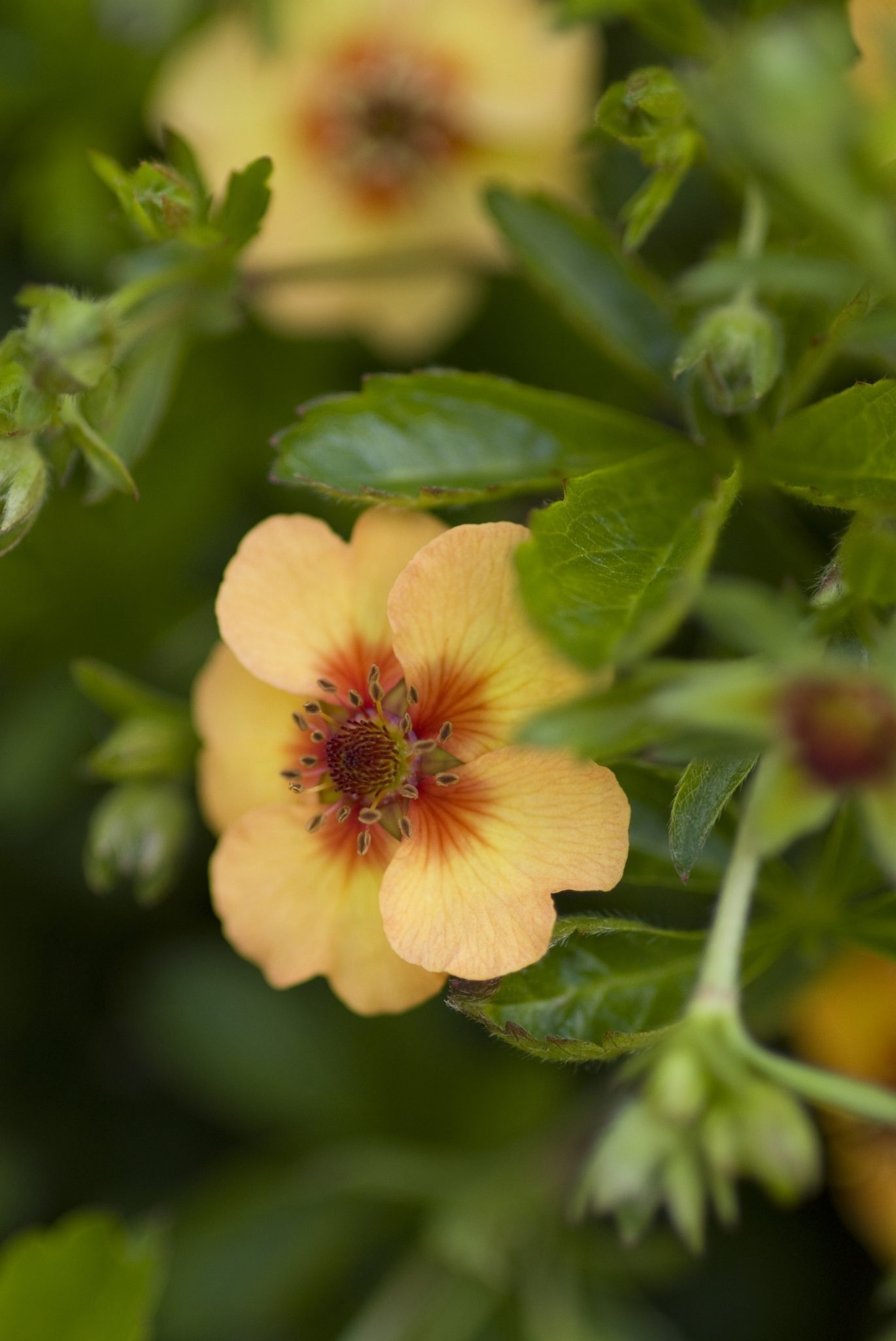 Ganzerik - Potentilla fruticosa Hopley's Orange