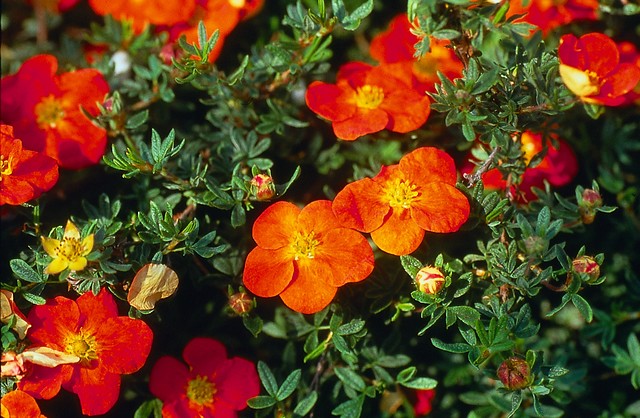 Potentilla fruticosa 'Red Ace' - Ganzerik