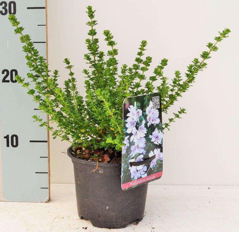 Prostanthera cuneata