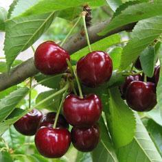 Kersenboom - Prunus a Bigarreau Burlat