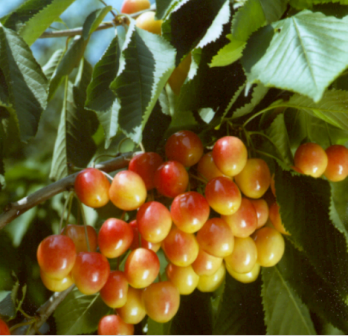 Kersenboom - Prunus a Bigarreau Napoleon