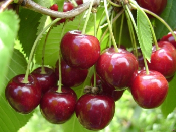 Kersenboom - Prunus a hedelfinger