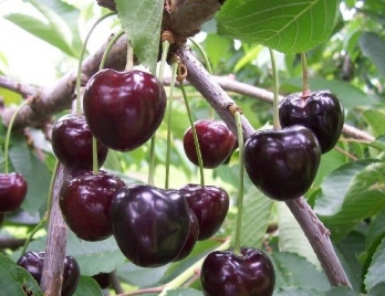 Kersenboom - Prunus a Kordia
