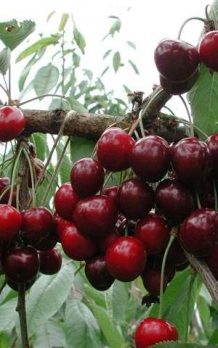 Prunus a Van - Zoete kers