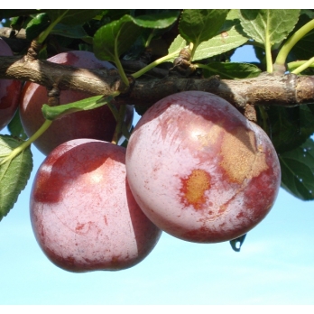 Pruim - Prunus d. 'Reine Claude d'Althan'