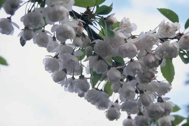 Prunus avium 'Plena'