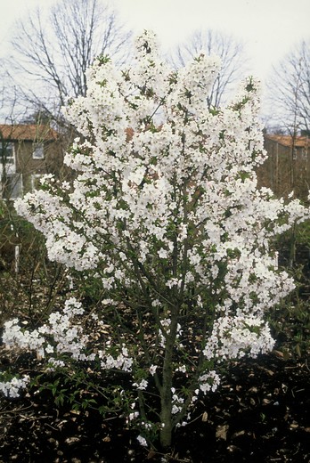 Sierkers - Prunus nipponica Brilliant