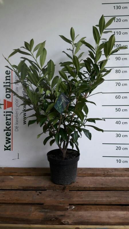 Laurier - Prunus laurocerasus Caucasica