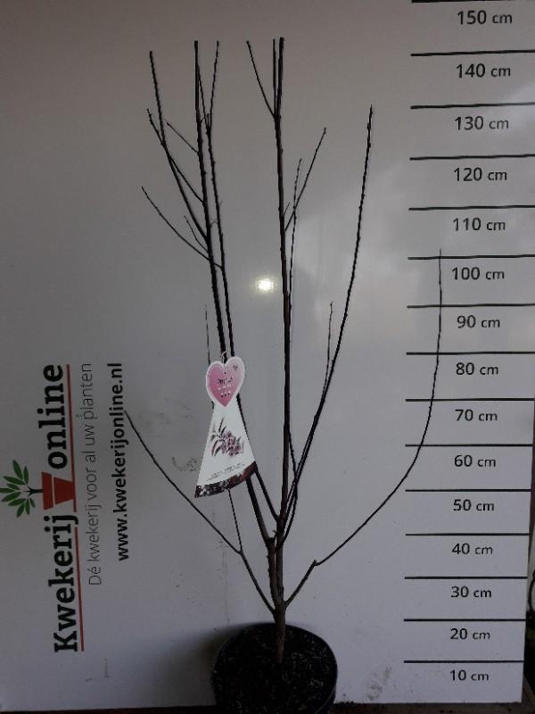 Rode kerspruim - Prunus cerasifera Nigra