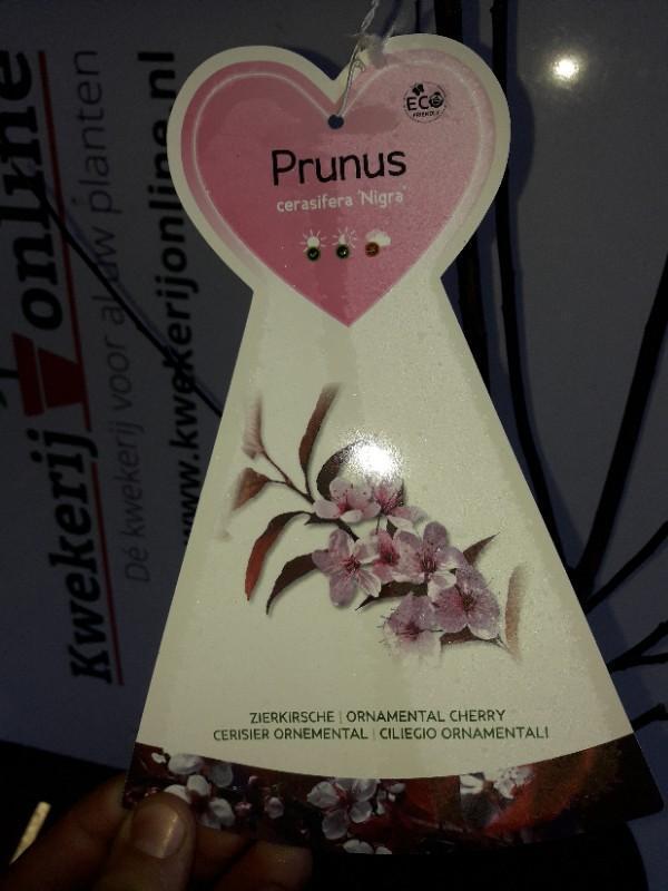 Rode kerspruim - Prunus cerasifera Nigra