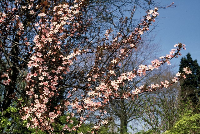 Rode kerspruim dakvorm - Prunus cerasifera Nigra