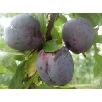 Pruim - Prunus d Opal