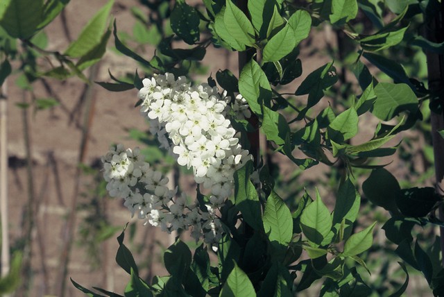 Prunus padus - Gewone vogelkers