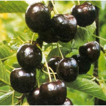 Kersenboom - Prunus a Regina