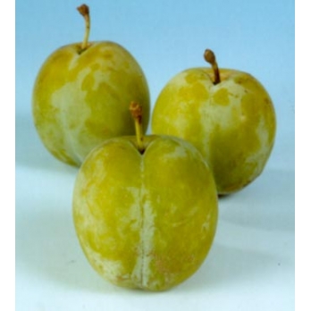 Pruim - Prunus d. 'Reine Claude d'Oullins'
