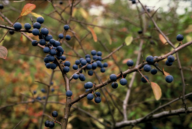 Sleedoorn - Prunus spinosa
