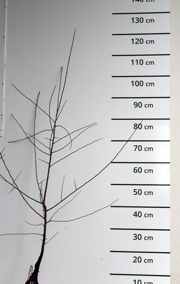 Sleedoorn - Prunus spinosa