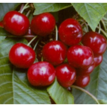 Kersenboom - Prunus a Stella