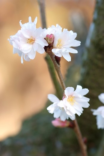Prunus subh. 'Autumnalis Rosea' - Sierkers